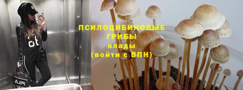 Галлюциногенные грибы Psilocybe  Азов 